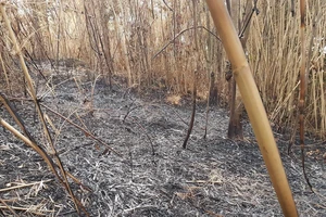 Quảng Ngãi: Cháy rừng giáp ranh giữa huyện Đức Phổ, Nghĩa Hành