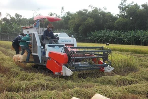 Quảng Ngãi: Nông dân khẩn trương thu hoạch trước bão Podul