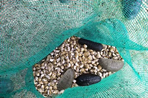Quảng Ngãi: Đề xuất 1,9 tỷ tiếp tục nhân rộng mô hình nuôi thử nghiệm hải sâm ghép ốc hương 