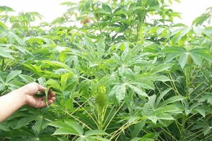 57ha khoai mì của nông dân Quảng Ngãi bị bệnh khảm lá