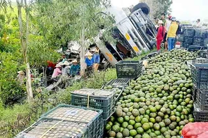 Người dân thu gom trái cây giúp tài xế khi xe tải bị lật ở quốc lộ
