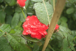 Mê mẩn hoa hồng rộ nở ở làng hoa Nghĩa Hiệp