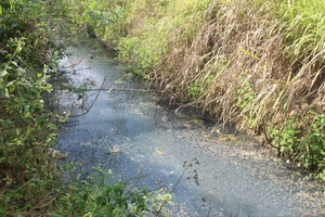 Ô nhiễm môi trường gần Nhà máy Tinh bột mì Quảng Ngãi