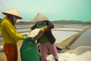 Giá muối tại Quảng Ngãi tăng cao 4.000 đồng/kg, diêm dân không còn muối để bán