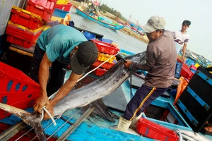 Trúng cá "khủng" nhưng giá rẻ bèo, ngư dân Quảng Ngãi chịu lỗ 