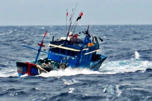 Biên phòng Lý Sơn (Quảng Ngãi) cứu ngư dân tàu cá bị phá nước chìm giữa biển