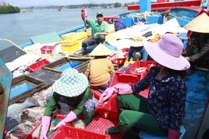 Quảng Ngãi: Hơn 1.100 tàu cá dài từ 15m được cấp giấy chứng nhận đủ điều kiện an toàn vệ sinh thực phẩm