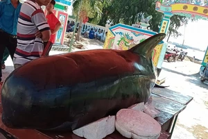 Quảng Ngãi: Cá heo dài 3m trôi vào đảo Lý Sơn