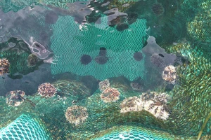 Quảng Ngãi: Nuôi thử nghiệm nhum sọ biển tại đảo Lý Sơn