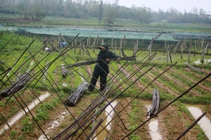 Quảng Ngãi: Nông dân đội mưa khôi phục vườn rau sau bão