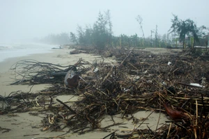 Củi khô bủa vây hơn 10km bờ biển Mỹ Khê, Quảng Ngãi.