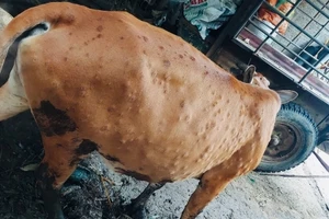 Trâu bò mắc bệnh viêm da nổi cục lây lan ở Quảng Ngãi