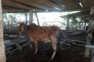 Bệnh viêm da nổi cục trên gia súc bùng phát ở Quảng Ngãi, thiệt hại trên 3 tỷ đồng