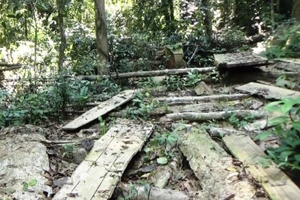 Quảng Ngãi: Xử phạt hành chính 3 cá nhân phá rừng trái phép hơn 230 triệu đồng và yêu cầu trồng lại rừng đã phá