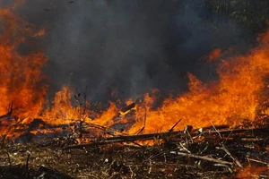Quảng Ngãi cảnh báo nguy cơ cháy rừng cấp 4,5
