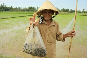Quảng Ngãi: Chỉ 9 ngày có 237,5ha lúa xuất hiện dày đặc ốc bươu vàng gây hại