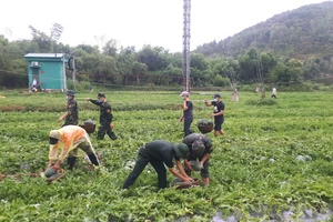 Quảng Ngãi: Hỗ trợ nông dân vùng phong tỏa tiêu thụ dưa hấu 