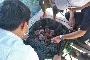 Quảng Ngãi: Mở rộng nuôi nhum sọ bảo vệ nguồn lợi thủy sản biển đảo Lý Sơn