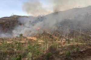 Quảng Ngãi: Liên tiếp xảy ra hai vụ cháy rừng trồng