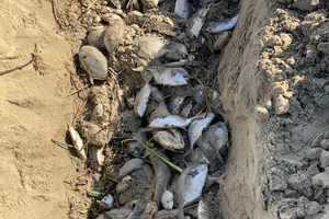Quảng Ngãi: Chôn lấp hơn 5 tấn cá nuôi lồng bè bị chết sau bão số 5