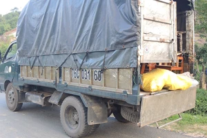 Quảng Ngãi: Phát hiện 6 xác cá thể linh trưởng trong xe tải