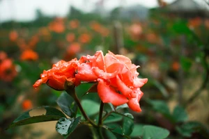 Quảng Ngãi: Nhiều nhà vườn giảm sản lượng hoa tết vì dịch Covid-19