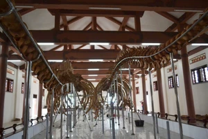 Quảng Ngãi: Phục dựng thành công 2 bộ xương cá voi lớn nhất Việt Nam