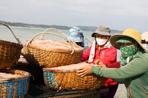 Quảng Ngãi: Ngư dân trúng đậm mùa ruốc cuối năm