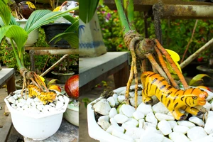 Dừa bonsai tạo hình con giáp độc đáo ngày tết ở Quảng Ngãi