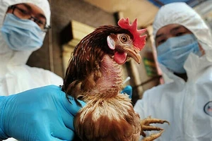 Quảng Ngãi phát hiện đàn gà 3.300 con bị bệnh cúm A/H5N1