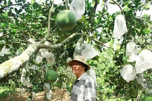 Quảng Ngãi: Người làm vườn phấn khởi vào mùa thu hoạch bưởi da xanh