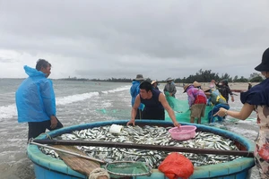 Quảng Ngãi: Clip kéo lưới gần bờ, ngư dân trúng luồng cá lớn gần 3 tấn