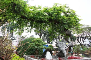 Chiêm ngưỡng dàn cây cảnh độc lạ Xuân Quý Mão tại Quảng Ngãi