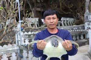 Thả cá thể rùa xanh nặng 10kg về biển Lý Sơn, Quảng Ngãi