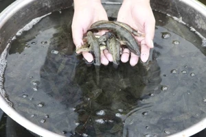 Quảng Ngãi: Thành công công nghệ sinh sản nhân tạo cá bống sông Trà