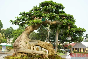 Chiêm ngưỡng hàng ngàn cây cảnh trưng bày tại Hội chợ Sinh vật cảnh lớn nhất tỉnh Quảng Ngãi