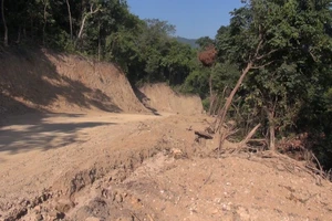 Phó Thủ tướng yêu cầu tỉnh Quảng Ngãi làm rõ vụ phá rừng tự nhiên mở đường công vụ