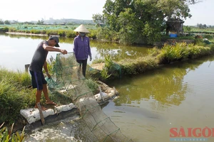 Quảng Ngãi: Nắng nóng, nguy cơ vụ nuôi trồng thủy sản ảm đạm