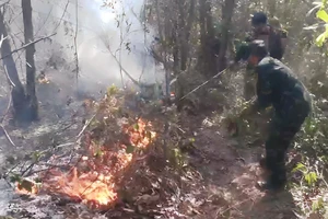 Cháy 10ha rừng keo ở Quảng Ngãi