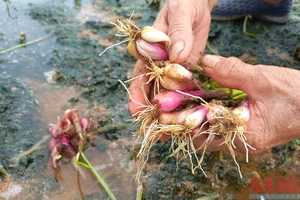 Quảng Ngãi: Hành tím bị thiệt hại do mưa lớn