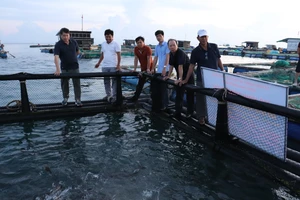Nuôi cá bớp trong lồng nhựa HDPE có thể chống chịu gió bão cấp 7, 8 trở lên ở đảo Lý Sơn
