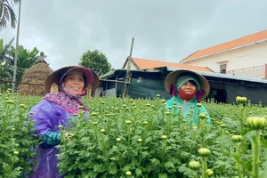 Nông dân làng hoa cúc lớn nhất Quảng Ngãi vui vì bán gần hết hoa tết
