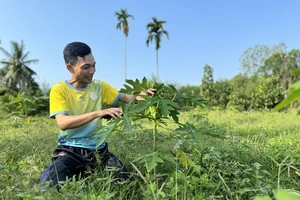 Tuổi trẻ Quảng Ngãi khởi nghiệp từ nông nghiệp sạch