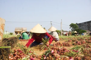 Mùa thu hoạch rộ hành tím ở Quảng Ngãi