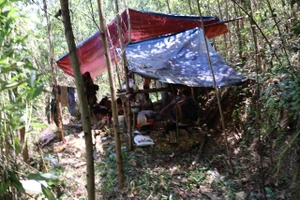 Nguyên nhân tái diễn khai thác vàng trái phép ở miền núi Trà Bồng