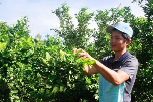 Thanh niên Quảng Ngãi nuôi khát vọng làm giàu từ cây chanh tứ quý