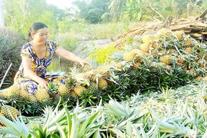 Nông dân huyện Thạnh Trị đang thu hoạch khóm