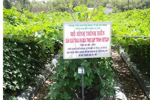 Sản xuất rau ăn quả theo VietGAP
