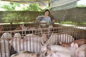Heo nuôi tại một hộ chăn nuôi ở tỉnh Đồng Nai đến kỳ xuất chuồng.