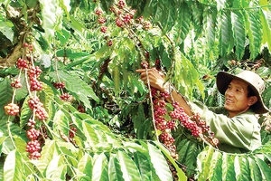 Mô hình tái canh cây cà phê bền vững